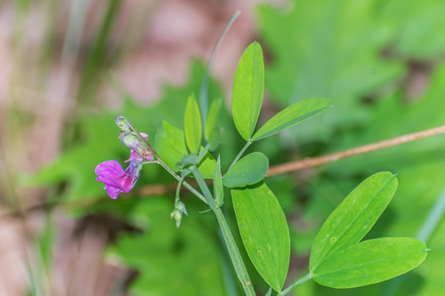 Bitter Vetch