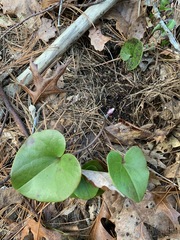 Hexastylis rhombiformis