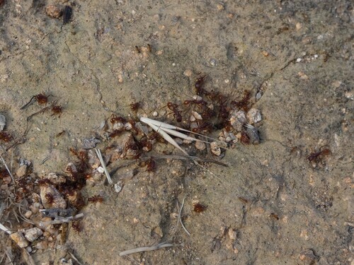 Legionary Ants