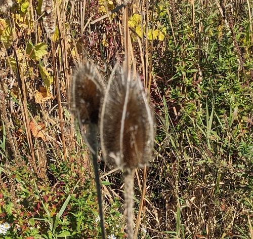 wild teasel