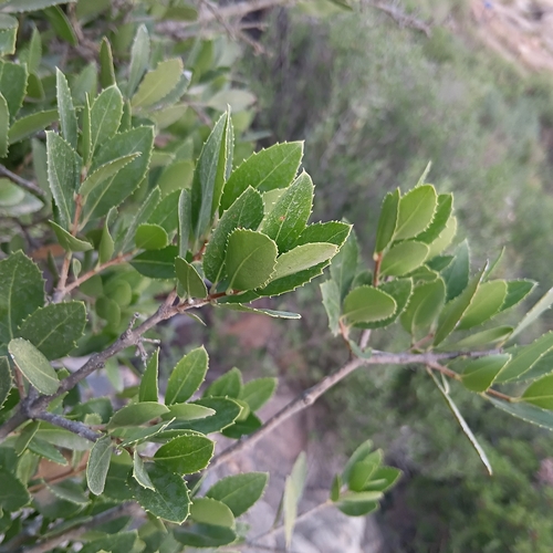 Green Olive Tree