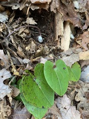 Hexastylis rhombiformis