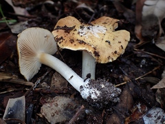 Cortinarius phalarus