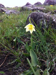 Fritillaria liliacea