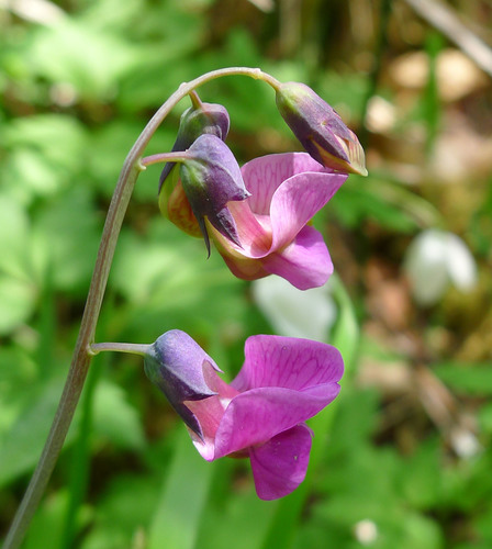 Bitter Vetch