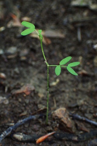 Bitter Vetch