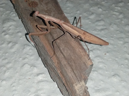 European Mantis