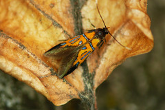 Schiffermuelleria schaefferella