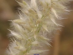 Melica ciliata