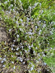 Myosotis stricta