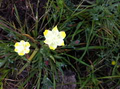 Platystemon californicus