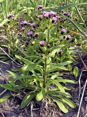 Erigeron acris kamtschaticus