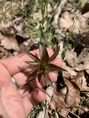 Lysimachia quadrifolia