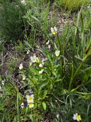 Viola arvensis