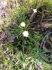 Platystemon californicus