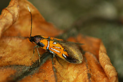 Schiffermuelleria schaefferella