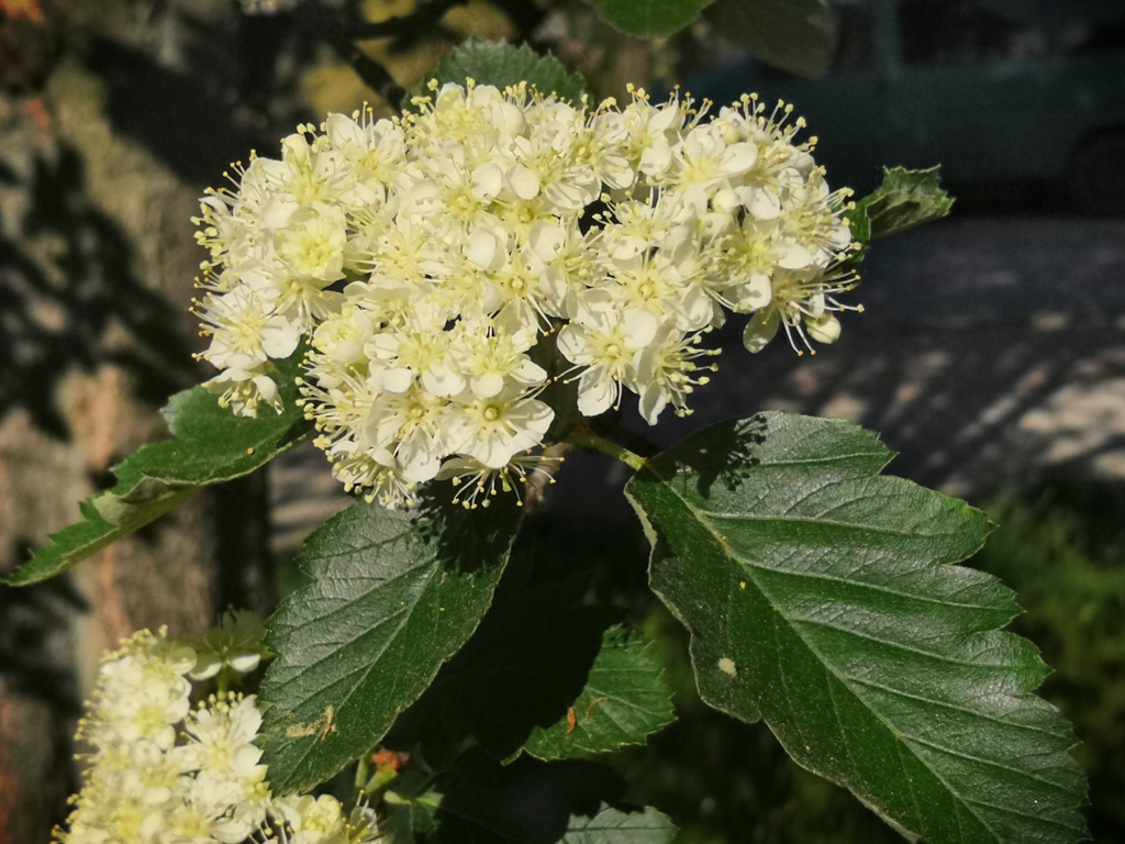 Swedish Whitebeam