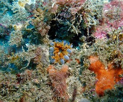 Phlyctenanthus australis