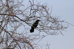Corvus brachyrhynchos