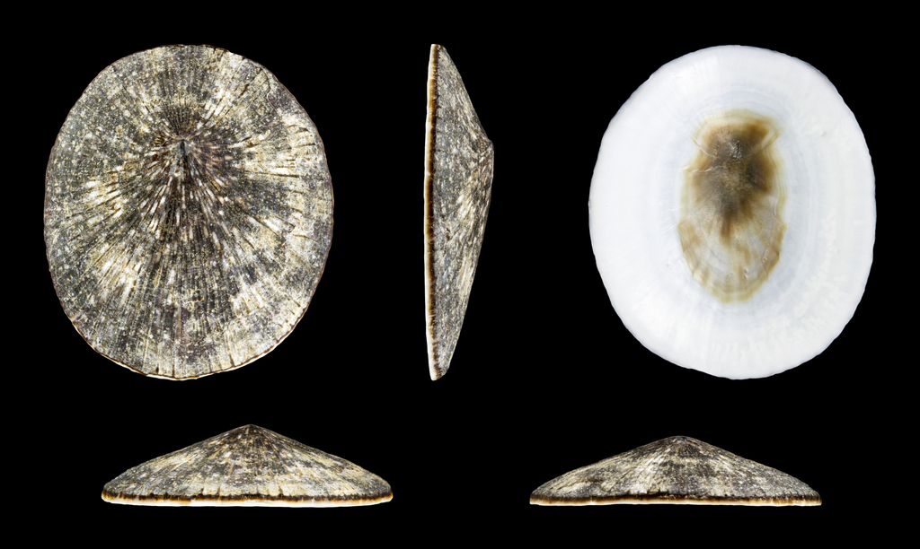 Striate Limpet