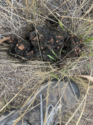 Black Bear sighting near Thompson-Nicola