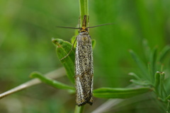 Thisanotia chrysonuchella