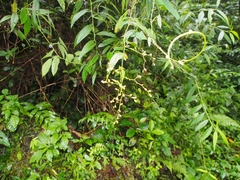 Lepidaploa arborescens