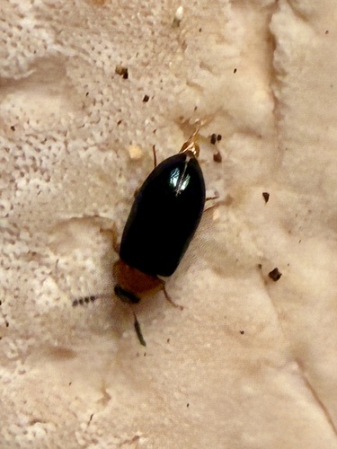 Tetratoma fungorum