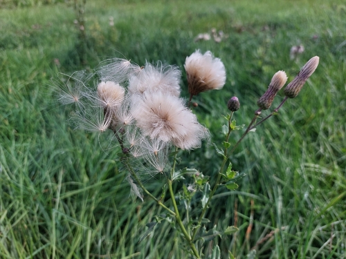 creeping thistle