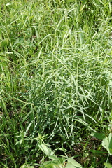 Galatella biflora
