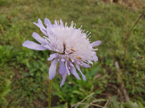 Field Scabious
