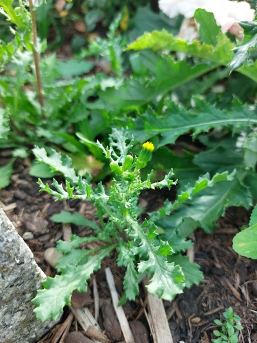 common groundsel