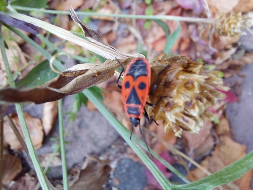 European Firebug