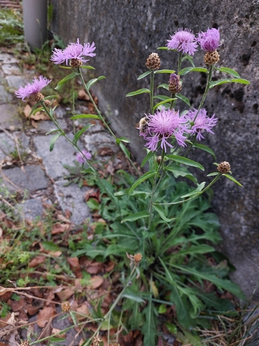 Brown Knapweed