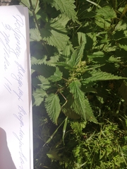 Urtica dioica