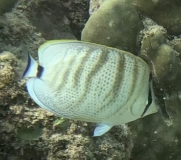 Chaetodon multicinctus observed 2026-10-06
