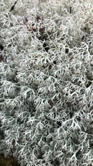 Cladonia