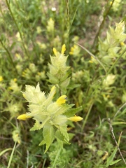Rhinanthus alectorolophus