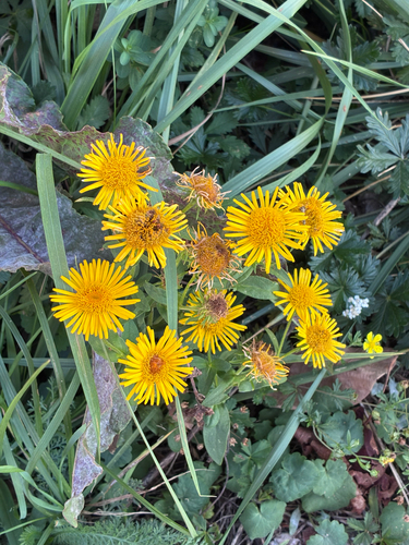 Meadow Fleabane