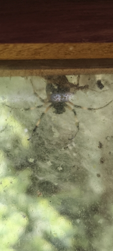 African Hermit Spider