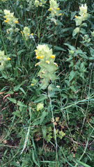 Rhinanthus alectorolophus