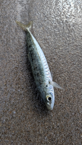 Decapterus observed 2026-10-07