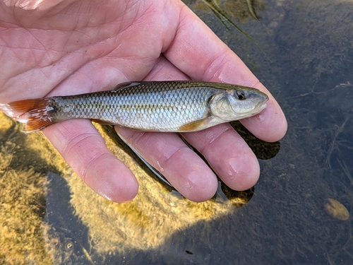 Hornyhead Chub