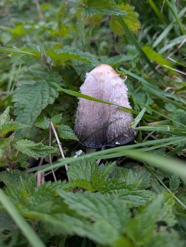 Shaggy Mane
