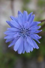 Cichorium intybus