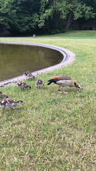 Alopochen aegyptiaca