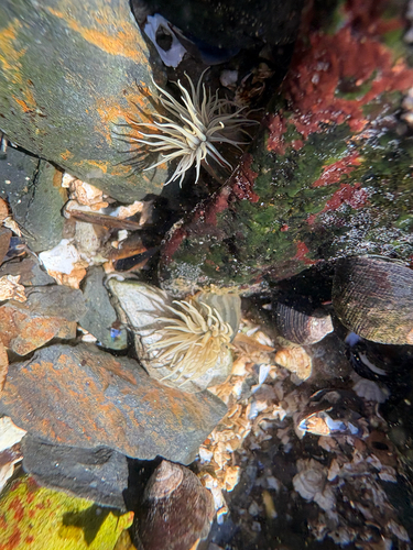 Striped Green Sea Anemone