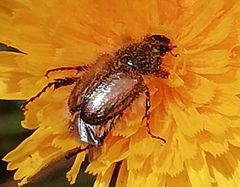 Chasmatopterus