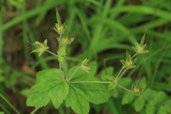 Geranium platyanthum