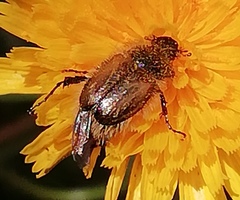 Chasmatopterus